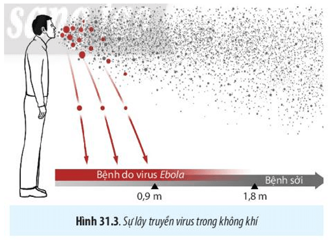 BÀI 31 - VIRUS GÂY BỆNHMỞ ĐẦUCâu 1: Khi người bệnh (do nhiễm virus) hắt hơi, virus theo hàng ngàn giọt bắn bay vào trong không khí và có khả năng lây truyền bệnh cho những người khác. Ngoài ra, virus còn có thể lây truyền qua nhiều con đường khác nhau. Để hạn chế sự lây truyền virus, chúng ta cần thực hiện những biện pháp gì?Giải nhanh:Để hạn chế sự lây truyền virus, có thể áp dụng các biện pháp sau:- Chăm sóc sức khoẻ bản thân và tăng cường hệ miễn dịch.- Tiêm vaccine đầy đủ theo quy định y tế.- Giữ gìn vệ sinh cá nhân và môi trường sống sạch sẽ.Căn cứ vào cơ chế lây truyền của từng loại virus, có thể áp dụng các biện pháp phòng chống khác nhau:- Đối với virus lây truyền qua đường hô hấp: Đeo khẩu trang, rửa tay thường xuyên, giữ khoảng cách an toàn khi tiếp xúc.- Đối với virus lây truyền qua đường tiêu hoá: Thực hiện ăn uống hợp vệ sinh, không dùng chung đồ ăn, uống nước với người khác.- Đối với virus lây truyền qua đường tình dục: Sống lành mạnh và tránh các tệ nạn xã hội.- Đối với virus lây truyền từ mẹ sang con: Tiêm vaccine đầy đủ trước khi mang thai, chữa khỏi bệnh trước khi sinh con (nếu mẹ bị nhiễm virus).I. PHƯƠNG THỨC LÂY TRUYỀN VÀ CÁCH PHÒNG CHỐNG BỆNH DO VIRUS GÂY RACâu 1: Hãy trình bày các phương thức lây truyền bệnh do virus gây ra ở người, động vật và thực vật.Giải nhanh: - Phương thức truyền ngang (từ cá thể này sang cá thể khác)- Truyền dọc (từ cơ thể mẹ sang cơ thể con)Câu 2: Vì sao virus không thể tự lây truyền từ cây này sang cây khác?Giải nhanh:Vì tế bào thực vật có vách cellulose nên virus không thể tự lây nhiễm từ cây này sang cây khác.Câu hỏi 3: Quan sát hình 31.1, hãy phân tích các con đường lây nhiễm SAS-CoV-2.Giải nhanh:Phương thức truyền ngang: Từ người bệnh tới người không bị bệnh thông qua các giọt bắn nhỏ mang virus hoặc các giọt bắn trong phạm vi 1m. Ngoài ra có thể lâu nhiễm qua tiếp xúc trực tiếp như bắt tay, ôm, hôn,.. hoặc tiếp xúc gián tiếp qua các loại đồ ăn, đồ vật khác. Câu 4: Quan sát Hình 31.2, hãy trình bày con đường lây nhiễm virus ở thực vật qua côn trùng.Giải nhanh:Con đường lây nhiễm virus từ thực vật sang côn trùng diễn ra như sau: khi côn trùng đốt vào cây bị nhiễm virus, virus sẽ đi theo thức ăn vào trong cơ thể của côn trùng. Tại đây, virus xâm nhập vào bào tuyến nước bọt của côn trùng. Sau đó, khi côn trùng đốt vào tế bào sạch virus, virus từ tuyến nước bọt sẽ qua kênh nước bọt của côn trùng xâm nhập vào tế bào đó.Luyện tập: Vì sao bệnh do virus gây ra lây lan nhanh, rộng và khó kiểm soát?Quan sát Hình 31.3, hãy phân tích khả năng lây truyền của virus trong không khí qua các giọt tiết.Giải nhanh:Bệnh do virus gây ra lây lan nhanh, rộng và khó kiểm soát: Bởi vì có rất nhiều con đường truyền virus từ người nhiễm bệnh sang người không nhiễm bệnh.Tùy từng loại virus mà khả năng lây truyền virus trong không khí là khác nhau. Bệnh do virus Ebola có khả năng lây nhiễm qua các giọt tiết là trong khoảng dưới 1,8 m. Còn đối với virus gây bệnh sởi là lớn hơn 1,8m.Câu 5: Dựa vào triệu chứng và cơ chế lây truyền của một số bệnh do virus gây ra trong bảng 31.1, 31.2, 31.3, hãy nêu các biện pháp phòng chống virus cho từng loại bệnh trên.Giải nhanh:Các biện pháp phòng chống các bệnh do virus gây ra ở ngườiTên bệnhBiện pháp phòng chốngHIV/AIDSSống lành mạnh, chung thuỷ một vợ một chồng. Không quan hệ tình dục bừa bãi.Trong trường hợp quan hệ tình dục với một đối tượng chưa rõ có bị nhiễm HIV không, cần phải thực hiện tình dục an toàn để bảo vệ cho bản thân bằng cách sử dụng bao cao su mới đúng cách.Dùng thuốc diệt tinh trùng và HIV: phổ biến là Nonoxynol-9 (Menfagol) được làm dưới dạng kem bôi, viên đặt, hoặc tẩm vào màng xốp, bao cao su.Không tiêm chích ma túy.Chỉ truyền máu và các chế phẩm máu khi thật cần thiết, và chỉ nhận máu và các chế phẩm máu đã xét nghiệm HIV.Hạn chế tiêm chích. Chỉ sử dụng bơm kim tiêm vô trùng. Không dùng chung bơm kim tiêm. Sử dụng dụng cụ đã tiệt trùng khi phẫu thuật, xăm, xỏ lỗ, châm cứu...Tránh tiếp xúc trực tiếp với các dịch cơ thể của người nhiễm HIVDùng riêng đồ dùng cá nhân: dao cạo, bàn chải răng, bấm móng tay,...Phụ nữ nhiễm HIV không nên mang thai, vì tỷ lệ lây truyền HIV sang con là 30%. Nếu có thai thì uống thuốc dự phòng theo hướng dẫn của bác sĩ.Sởi ĐứcCách phòng bệnh đặc hiệu là tiêm vắc xin Rubella đơn giá hoặc phối hợp vắc xin Sởi - Rubella đầy đủ và đúng lịch cho trẻ em từ 1 tuổi đến 14 tuổi; phụ nữ nên tiêm phòng trước khi có thai ít nhất 3 tháng, khi đã mang thai thì không nên tiêm.Không tiếp xúc gần với người nghi mắc bệnh Rubella. Thường xuyên rửa tay bằng xà phòng.Giữ vệ sinh thân thể, mũi, họng, mắt và răng miệng hàng ngày. Đảm bảo nhà ở và nhà vệ sinh thông thoáng, sạch sẽ. Tăng cường dinh dưỡng.Đối với nhà trẻ, mẫu giáo, trường học nơi tập trung đông trẻ em cần giữ gìn vệ sinh sạch sẽ, thông thoáng; thường xuyên khử trùng đồ chơi, dụng cụ học tập và phòng học bằng các chất sát khuẩn thông thường.Khi phát hiện có các dấu hiệu nghi mắc bệnh Rubella cần được cách ly và đến ngay cơ sở y tế để được thăm khám, tư vấn và điều trị kịp thời.Viêm đường hô hấp cấpTránh tiếp xúc với người bị bệnh đường hô hấp cấp tính. Khi cần tiếp xúc với người bệnh, phải đeo khẩu trang y tế và giữ khoảng cách khi tiếp xúc.Che miệng và mũi khi ho hoặc hắt hơi; tốt nhất bằng khăn vải hoặc khăn tay khi ho hoặc hắt hơi để làm giảm phát tán các dịch tiết đường hô hấp, sau đó hủy hoặc giặt sạch khăn ngay.Giữ vệ sinh cá nhân, rửa tay thường xuyên bằng xà phòng, tránh đưa tay lên mắt, mũi, miệng.Thường xuyên súc họng bằng nước sát khuẩn miệng.Tăng cường thông khí nơi làm việc, nhà ở, trường học, cơ sở y tế,... bằng cách mở các cửa ra vào và cửa sổ, hạn chế sử dụng điều hòa.Thường xuyên lau nền nhà, tay nắm cửa và bề mặt các đồ vật trong nhà bằng các chất tẩy rửa thông thường, như xà phòng và các dung dịch khử khuẩn thông thường khác.Tăng cường sức khỏe bằng ăn uống, nghỉ ngơi, sinh hoạt hợp lý, luyện tập thể thao.Nếu thấy có biểu hiện của bệnh viêm đường hô hấp cấp tính, phải thông báo ngay cho cơ sở y tế gần nhất để được tư vấn, cách ly và điều trị kịp thời.Các biện pháp phòng chống các bệnh do virus gây ra ở động vậtTên bệnhBiện pháp phòng chốngDịch tả lợn Châu PhiChuồng trại sạch sẽ thoáng mát, có tường rào bao quanh khu vực chăn nuôi. Nước thải, chất thải phải được xử lí, không đổ trực tiếp ra ngoài môi trường. Bố trí máng ăn uống riêngVề lợn giống: Lợn nhập phải có nguồn gốc rõ ràng, khỏe mạnh. Trước khi nhập đàn phải nuôi cách lí 2 tuần.Chăm sóc nuôi dưỡng: Sử dụng thức ăn có nguồn gốc rõ ràng, nước phải sạch không sử dụng trực tiếp từ các ao, hồ, sông. Tiêm phòng đầy đủ, vệ sinh chuồng trại định kỳ. Hạn chế người ra vào khu chăn nuôi.Cúm gia cầm H5N1Bảo vệ những con gia cầm nuôi có khả năng tiếp xúc với những con chim hoang dã, chẳng hạn như đàn nhỏ khi chạy ngoài trời.Kiểm soát sự tiếp xúc của người và các thiết bị đến chuồng gia cầmDuy trì vệ sinh các vật dụng, chuồng trại, thiết bị, phương tiện và giày dép. Khử trùng thường xuyên.Tránh đưa gia cầm chưa rõ tình trạng bệnh vào đàn.Báo cáo khi gia cầm bị bệnh hoặc chếtXử lý phân chuồng và gia cầm chết một cách phù hợp.Duy trì giám sát: Tối thiểu cần tuân thủ theo các quy định của địa phương liên quan đến giám sát và kiểm định đàn giống.Bệnh đốm trắng ở tômDiệt tất cả các vật chủ trung gian truyền bệnh bằng vôi hoặc hóa chất, lấp hết các hang ở bờ ao để cua còng không có nơi trú ẩn. Rào lưới để ngăn chim, ngăn giáp xác từ các ao khác vào ao nuôi.Vét sạch bùn đáy ao, sau đó tiến hành rải vôi và phơi ao từ 5 -7 ngày.Cấp nước vào ao nuôi qua màng lọcTiến hành diệt khuẩn ao nuôi để loại bỏ hoàn toàn các mầm bệnh, sau đó cấy men vi sinh để gây màu nước trước khi thả giống.Chọn con giống chất lượng, che bạt vào mùa đông để duy trì nhiệt độ trong ao nuôi nhằm ngăn chặn dịch bệnh bùng phát.Trong trường hợp ao tôm bị đốm trắng, thực hiện các biện pháp cách ly ngay. Nếu tôm đã đạt kích cỡ thương phẩm thì thu hoạch sớm để tránh thiệt hạiXử lý tôm chết phải đem đi xa khu vực nuôi, chôn cùng với vôi bột, không vứt tôm bị đốm trắng ra môi trường bên ngoài.Luyện tập: Hãy nêu các phương pháp làm tăng sức đề kháng của con người, động vật và thực vật.Giải nhanh:Tiêm vacine Ăn uống đủ chấtTập thể dục thể thao thường xuyênCâu 6: Biến thể của virus là gì? Vì sao virus có nhiều biến thể?Giải nhanh:Bởi vì sau nhiều lần virus nhân lên trong tế bào vật chủ, bộ gene của chúng có thể bị đột biến và thay đổi so với bộ gên ban đầu, tạo ra các biến thể mới.Câu 7: Quan sát hình 31.4, hãy cho biết các biến thể của SARS-CoV-2 khác nhau ở điểm nào?Giải nhanh:Các biến thể của SARS-CoV-2 khác nhau về tổng số đột biến và đặc trưng của gene S, có thể thay đổi các chức năng như khả năng lây lan hiệu quả hơn, giảm khả năng liên kết với kháng thể, và có thể làm giảm hiệu quả của vaccine so với chủng gốc.Luyện tập: Vì sao các biến thể mới của virus lại nguy hiểm hơn biến thể cũ?Giải nhanh:Các biến thể mới thường có khả năng lây nhiễm cao hơn, tăng khả năng xâm nhập vào các tế bào vật chủ, do đó các biến thể mới virus có khả năng lẩn tránh hệ miễn dịch.  BÀI 31 - VIRUS GÂY BỆNH