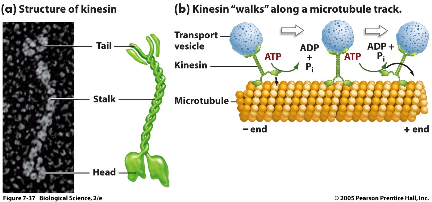 http://www.uic.edu/classes/bios/bios100/summer2006/kinesin.jpg