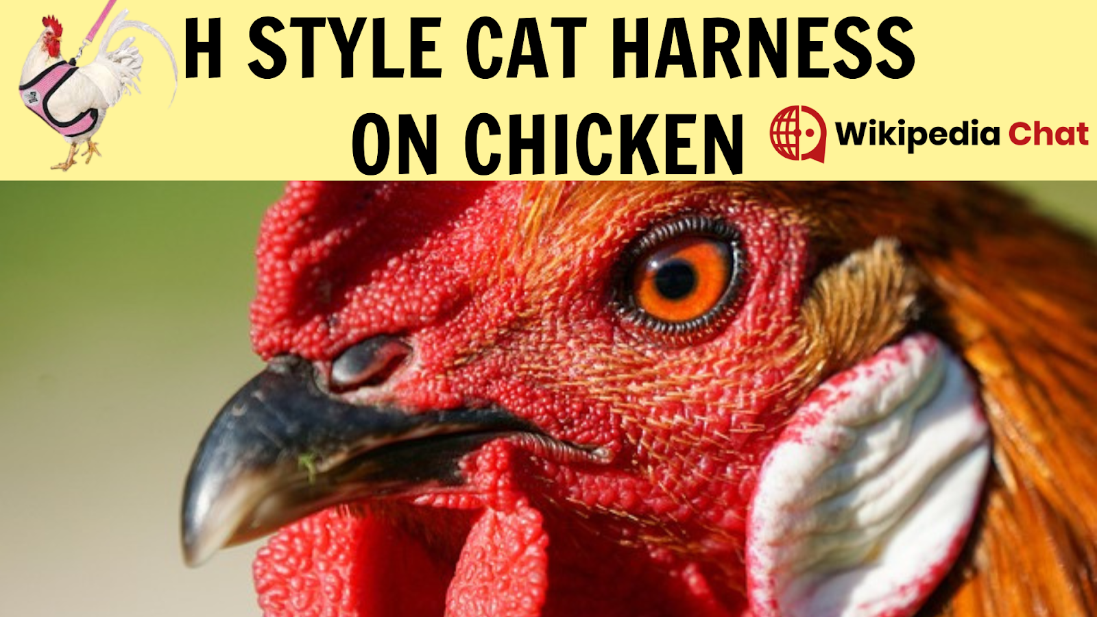 h style cat harness on chicken