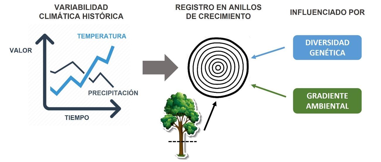 Bosques patagónicos y cambio climático