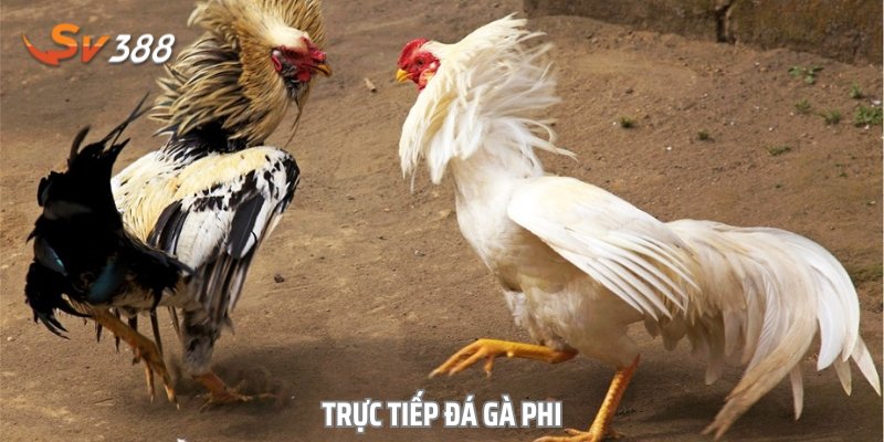 Đá gà Phi là một trong những hình thức thi đấu khá phổ biến