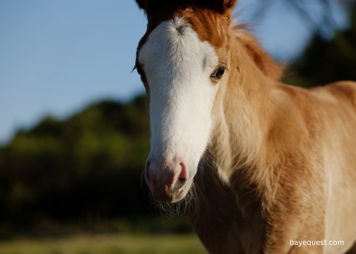 Bald Horse Face Markings