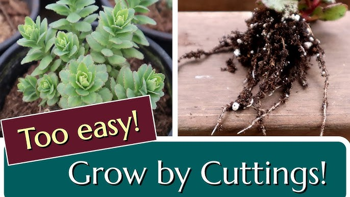 Propagation from Cuttings Sedum