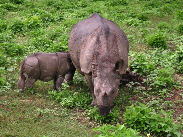 Rhino in Chitwan National Park