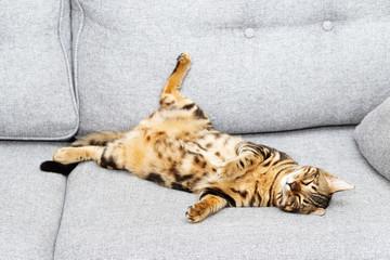 A cat lying on its back on a couch

Description automatically generated