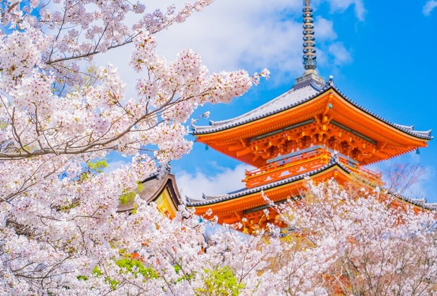 Toạ lạc trên đỉnh một ngọn núi nhỏ ở phía đông Kyoto, Chùa Kiyomizudera mang đến góc nhìn bao quát thành phố (Ảnh: Internet)