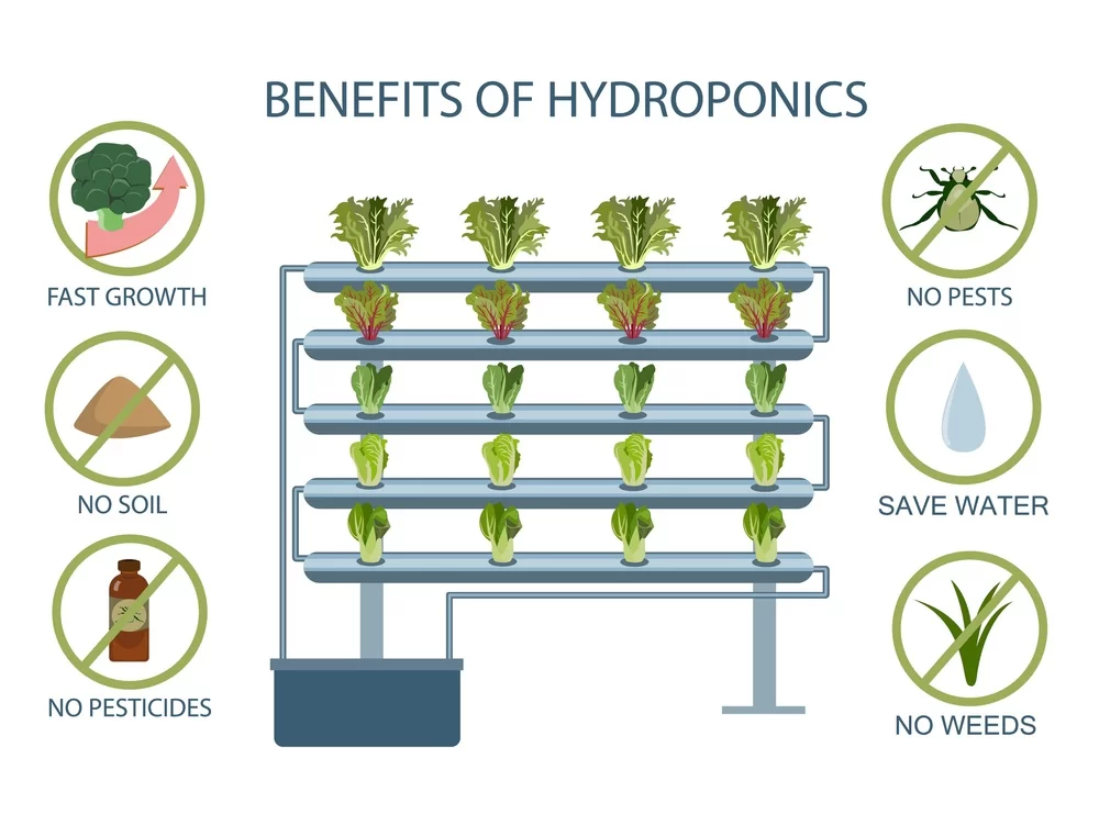 Benefits of Hydroponic Propagation