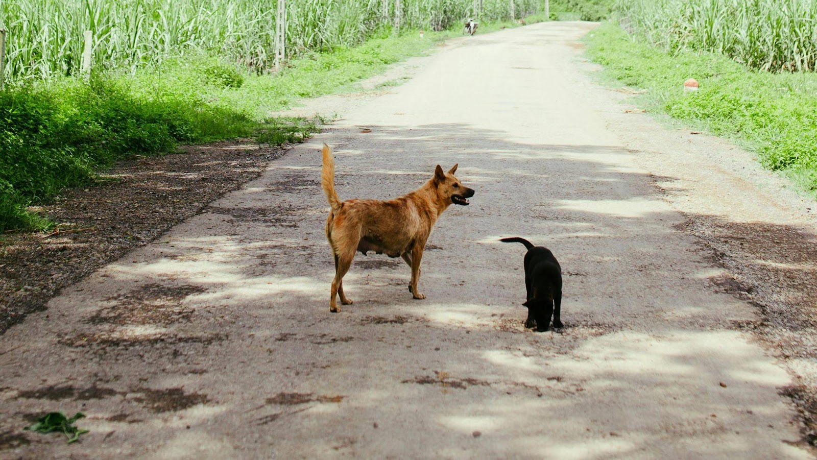 Heartwarming Cat-Dog Friendships That Will Restore Your Faith in Animals