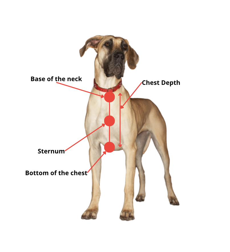 Dog standing upright, having his chest depth measured