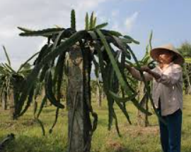 Tỉa cành tạo tán cây thanh long.olm