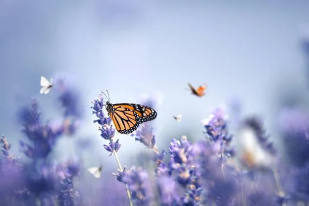 Serene Nature Scenes You Can’t Look Away From, serene scenes, relaxing photos, nature, landscape, calming visuals, tranquil vibes