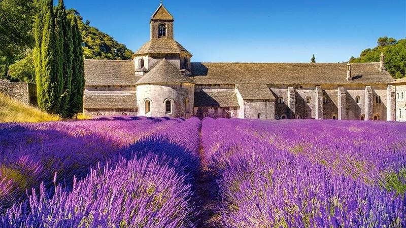 Nguồn gốc hoa oải hương Lavender