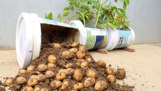 Growing potatoes at home