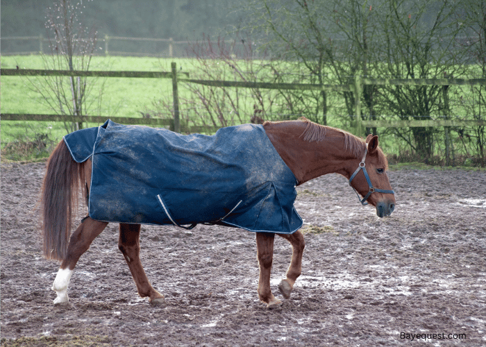 Natural Adaptability of Horses to Rain