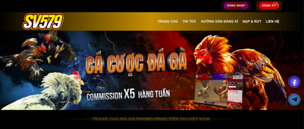 Giới thiệu Dịch vụ Đá gà Thomo Trực tiếp - Uy tín tại SV579