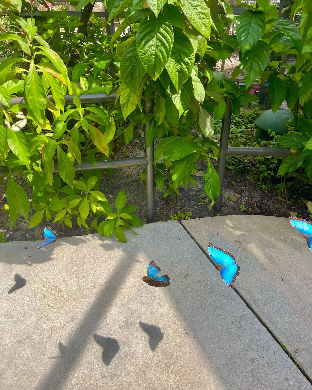 Roam Through Butterfly World