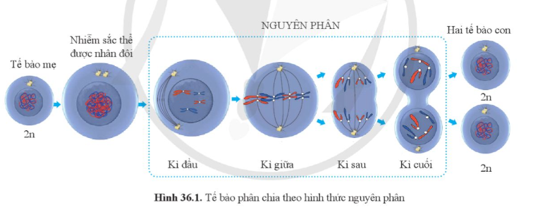 BÀI 36: NGUYÊN PHÂN VÀ GIẢM PHÂN