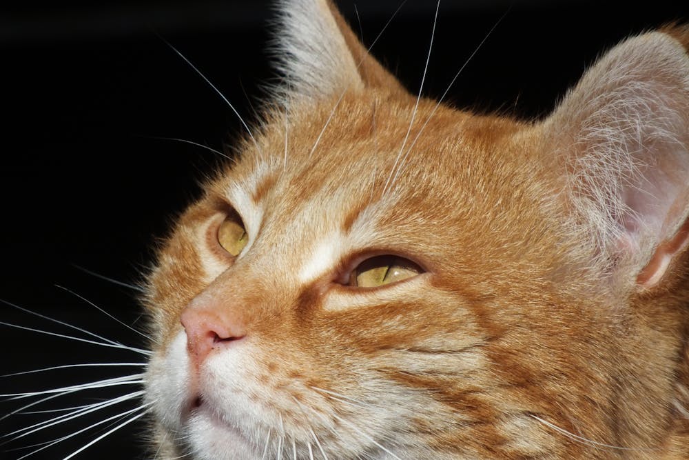 Close-up Portrait of a Ginger Domestic Cat
