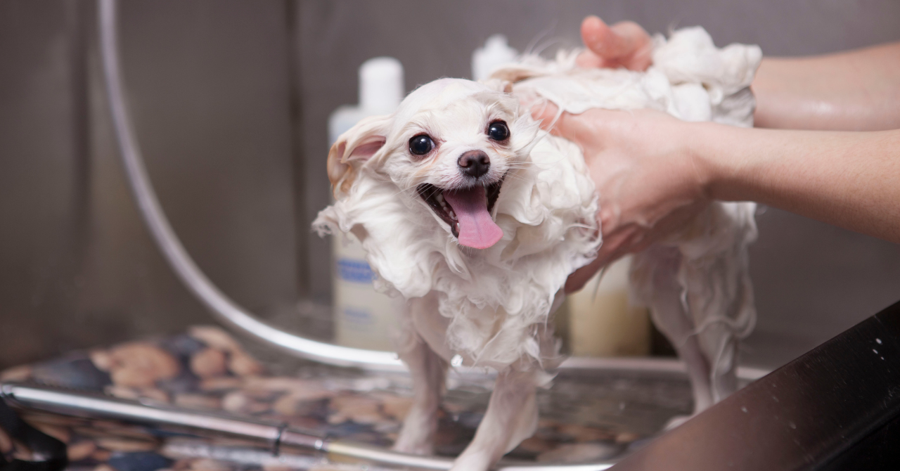シャンプーをされる犬