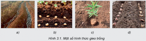 BÀI 3: GIEO TRỒNG, CHĂM SÓC VÀ PHÒNG TRỪ SÂU, BỆNH CHO CÂY TRỒNG