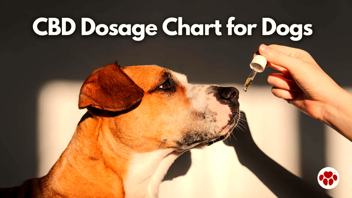 Best Quality CBD For your Dogs