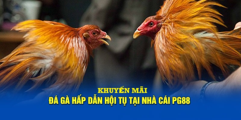 Khuyến mãi đá gà hấp dẫn hội tụ tại nhà cái PG88.