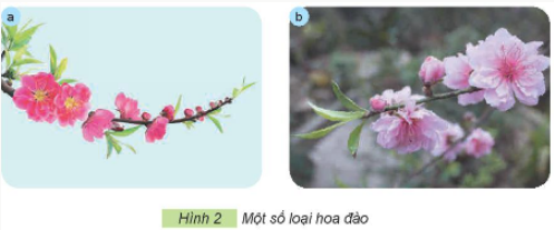 BÀI 2. MỘT SỐ LOÀI HOA, CÂY CẢNH PHỔ BIẾN