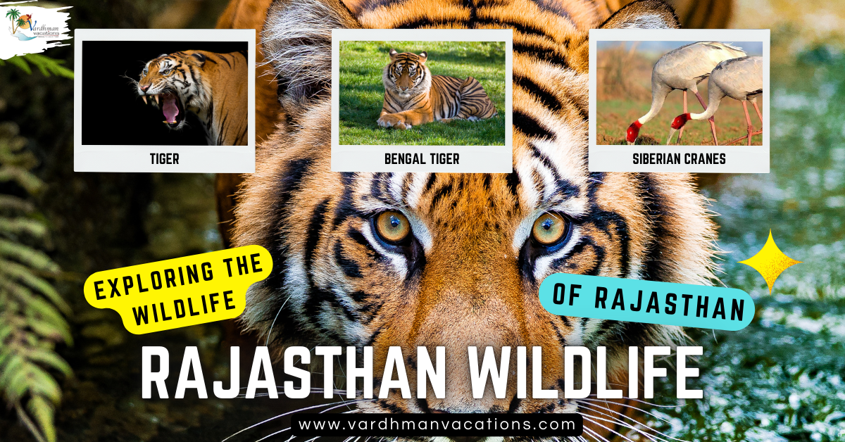 Rajasthan Wildlife Tour