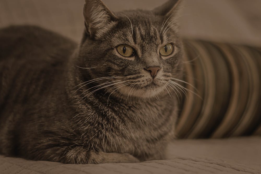 Portrait of a Gray Tabby Cat