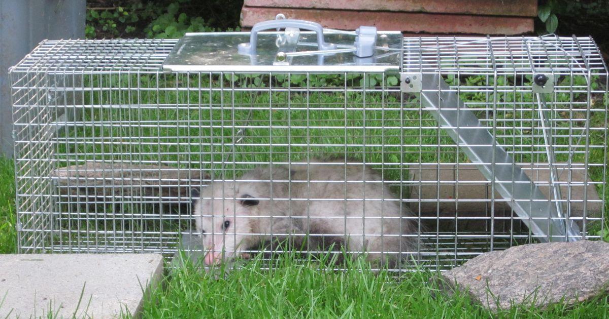 Common Skunks and Opossums: Understanding Their Behavior and Habitat