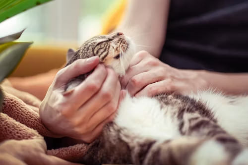 Feline Healing Powers