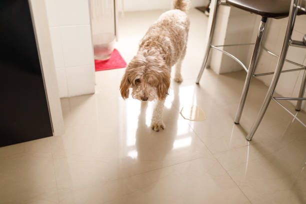 How to Stop a Dog from Peeing in the House