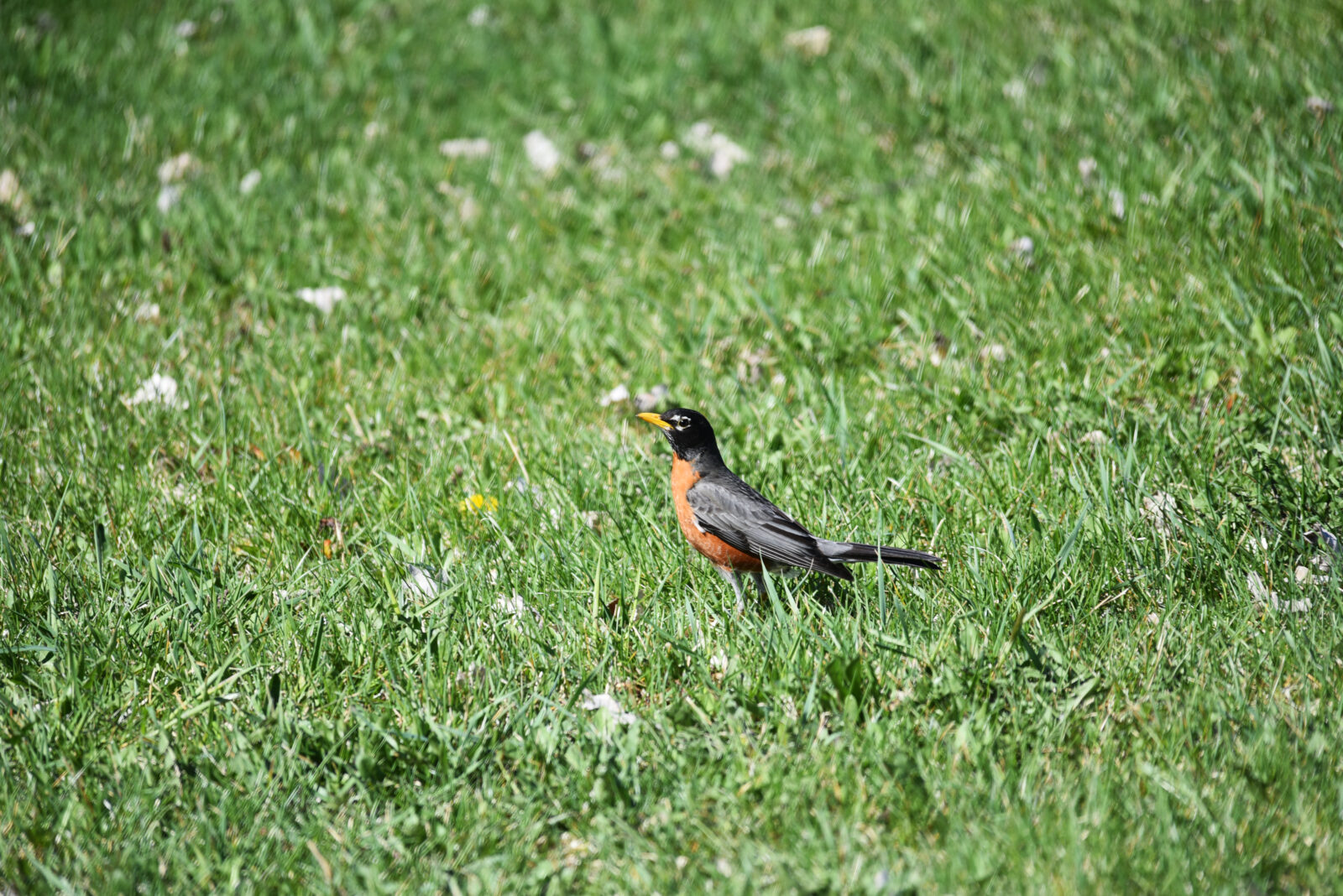 Birds activity in lawn