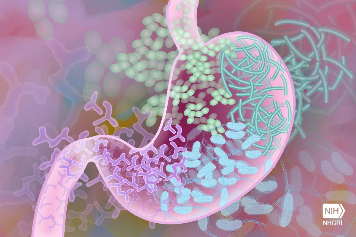 An illustration of a transparent stomach with microbes surrounding it. 