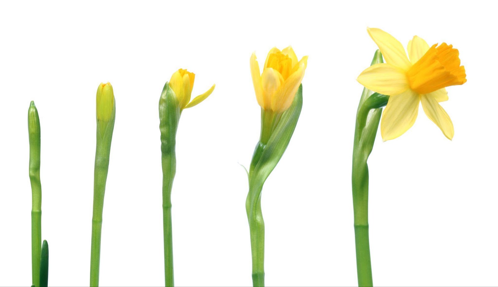 Sequence photo of a blooming flower