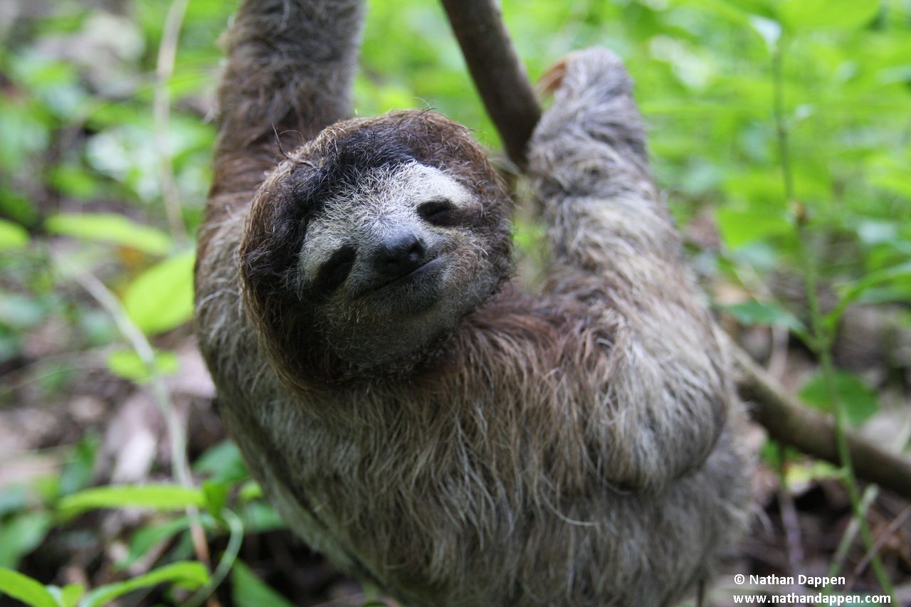 Sloth in a wildlife tour