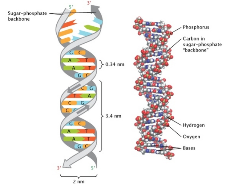 Watson-Crick Base Pairing (Canonical Pairs)