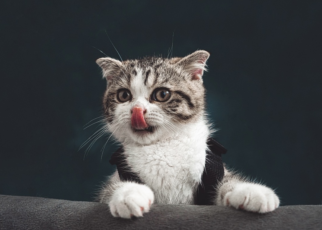 舌をぺろっと出している猫