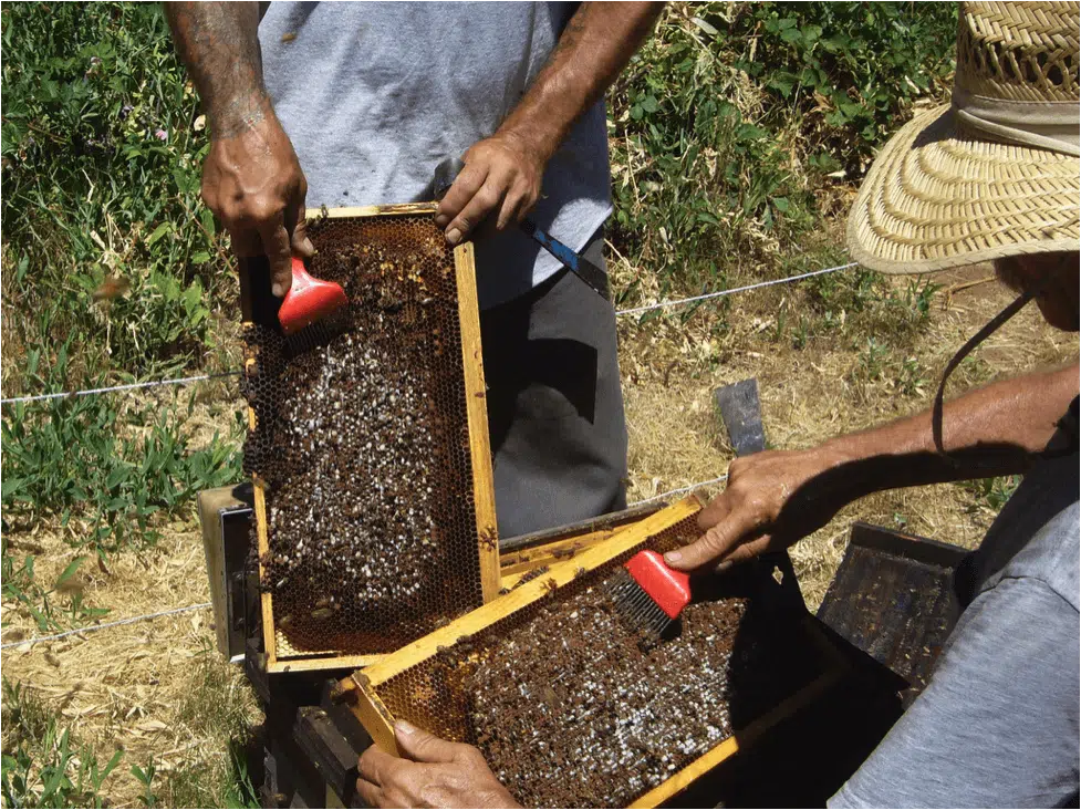 Lutte contre le varroa : gratter le couvain, avantages et inconvénients de cette méthode - MALADIES & PARASITES