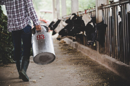 Dairy Farming Business in Bihar
