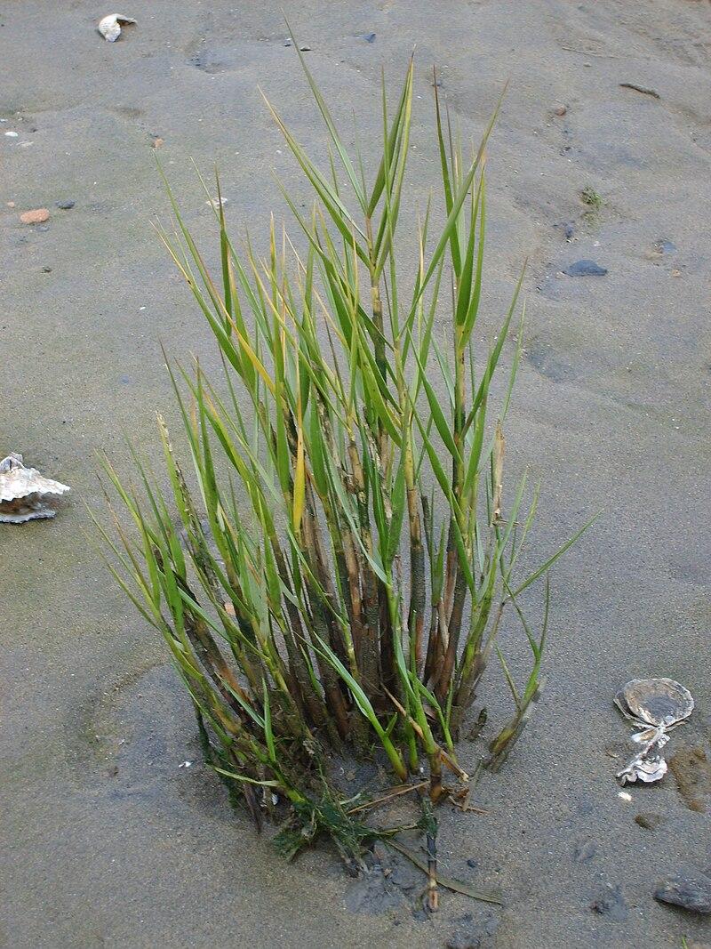 Spartina maritima – Wikipédia, a enciclopédia livre