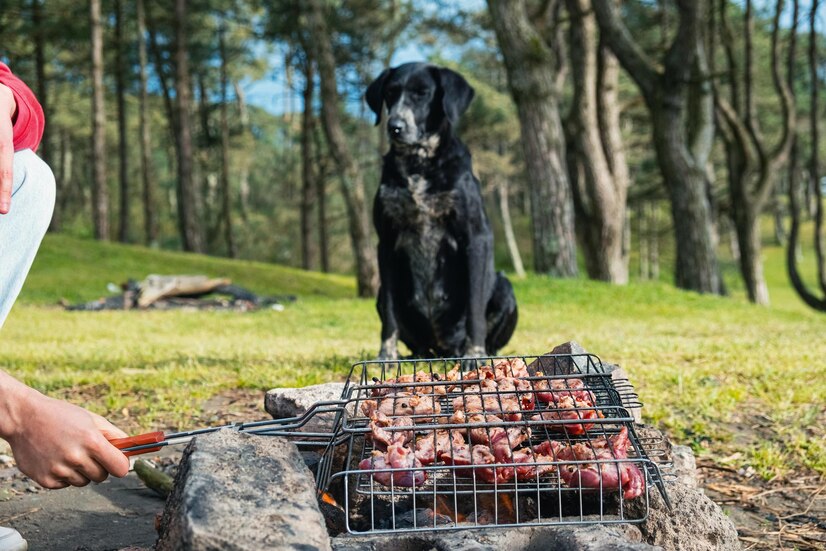 BBQ foods YOU CAN FEED cats and dogs