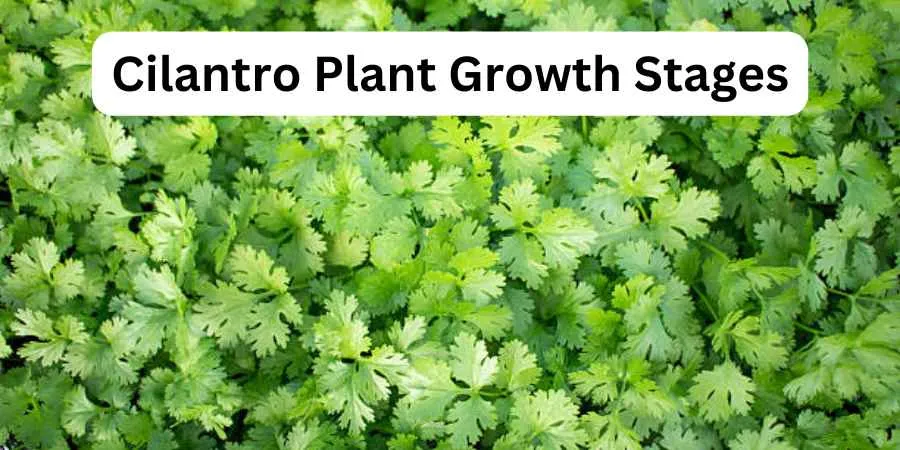 Cilantro Growth Cycle