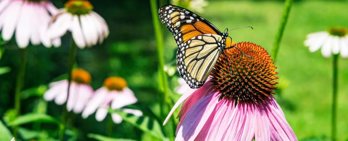 Benefits of Growing Coneflowers in the Garden