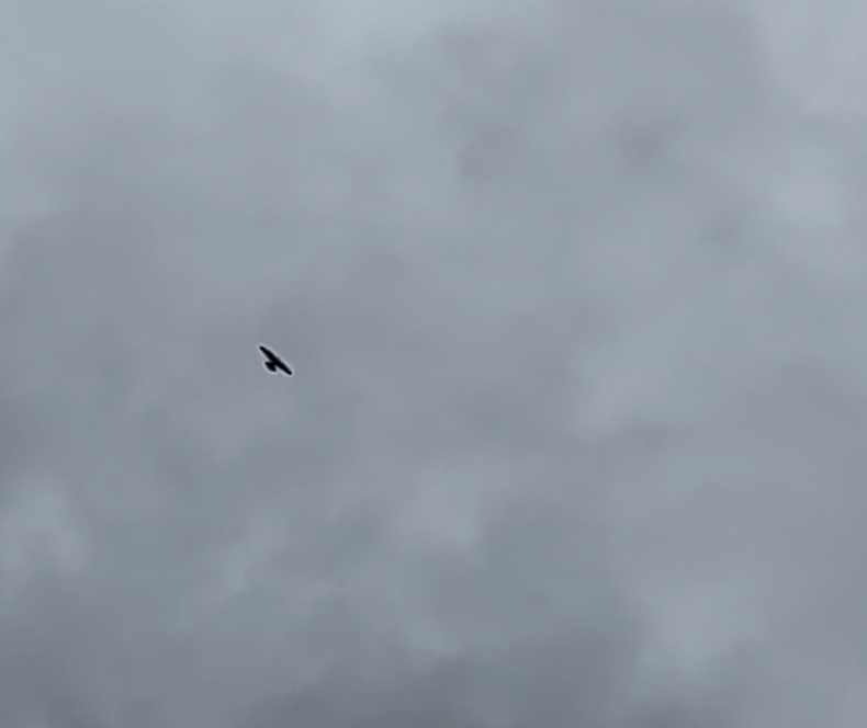 The photo we took over the peregrine flying above the march. It was taken on a phone so is very distant and the image is mainly sky. I guess we included the photo for our own sentimental reasons.