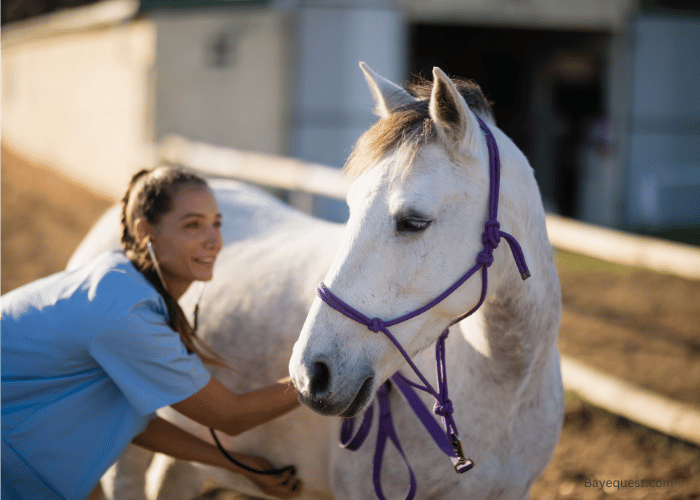 How Much Does it Cost to Own a Horse Monthly?