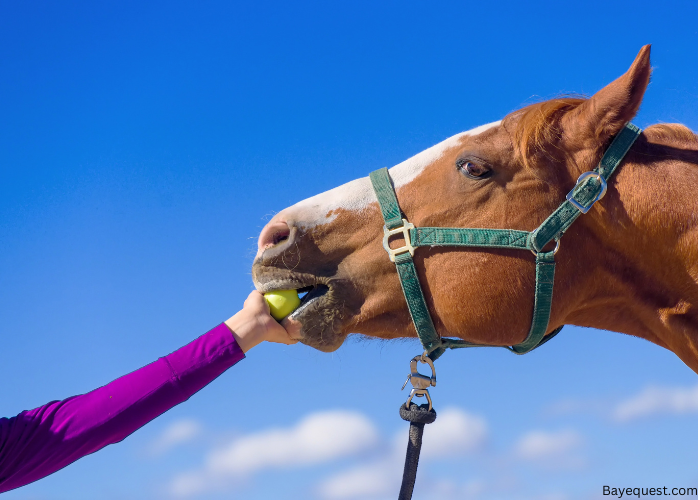 Nutritional Benefits of Apples for Horses