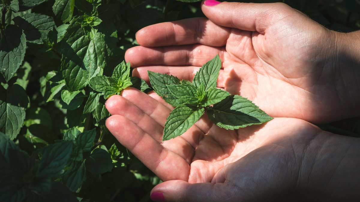  Chewing Fresh Mint Leaves