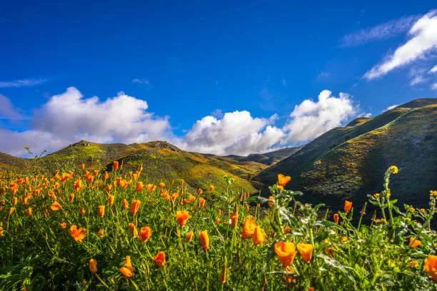 Moments of Calm: Natural Scenes in Focus, calm nature, natural scenes, nature, landscape, peaceful landscapes, soft views