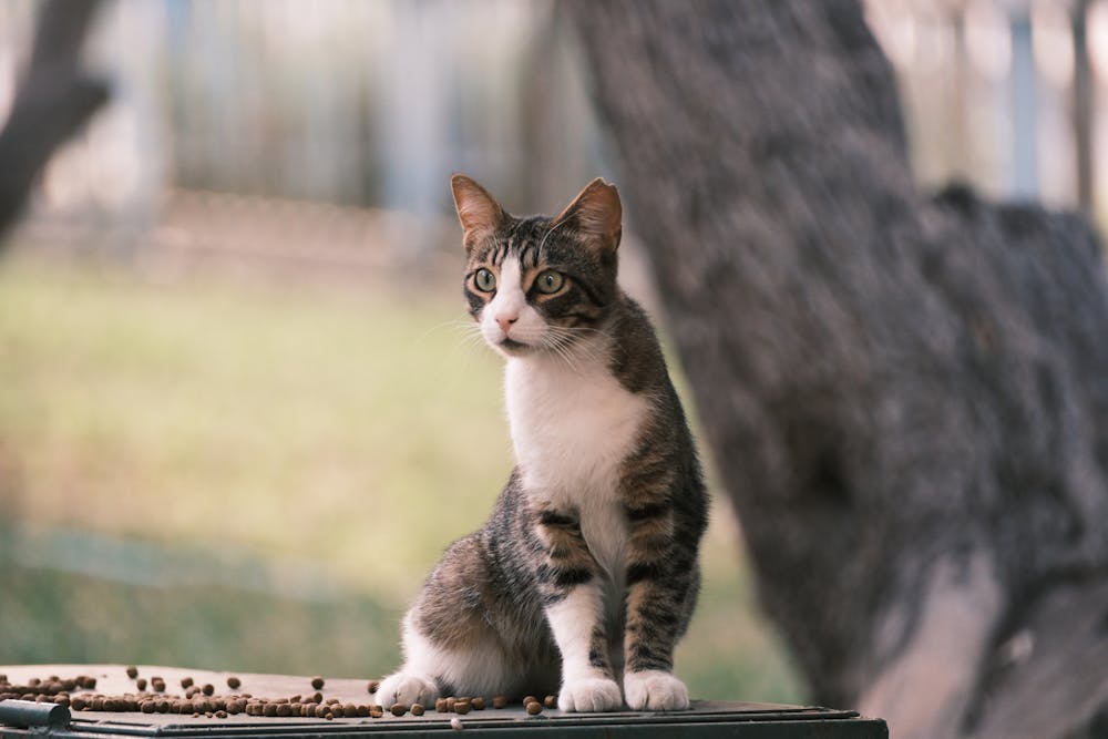 A cat sitting on a table